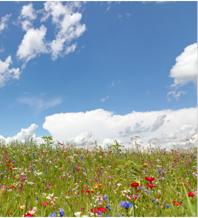 Barenbrug Happy Lawn 0,5 kg